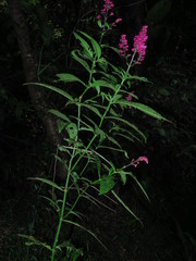 Odontonema callistachyum