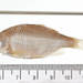 Cyprinella garmani - Photo (c) Smithsonian Institution, National Museum of Natural History, Department of Vertebrate Zoology, Division of Fishes, osa oikeuksista pidätetään (CC BY-NC-SA)