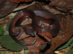 Oxyrhopus clathratus