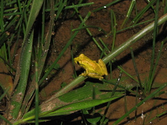 Scinax luizotavioi