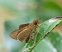 Parphorus decora