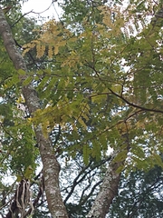 Cenostigma pluviosum