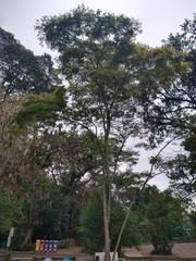 Cenostigma pluviosum