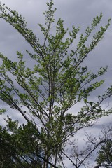 Afrocanthium mundianum