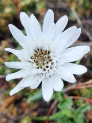 Leucheria suaveolens