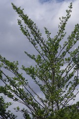 Afrocanthium mundianum