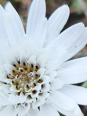 Leucheria suaveolens