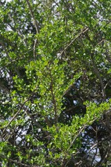 Afrocanthium mundianum