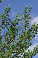 Afrocanthium mundianum