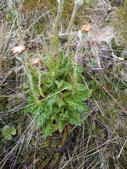 Leucheria suaveolens