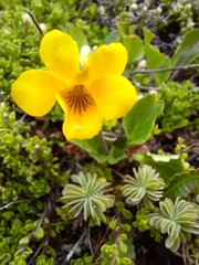 Viola maculata