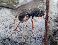 Auplopus mellipes