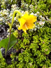 Viola maculata