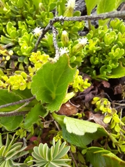 Viola maculata