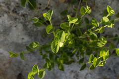 Aristolochia parvifolia