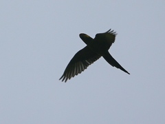 Ognorhynchus icterotis