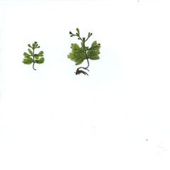 Hymenophyllum cupressiforme