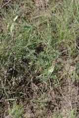 Lessertia brachystachya