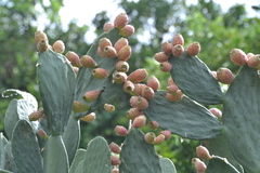 Opuntia ficus-indica