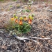Calceolaria fothergillii - Photo (c) zellezoo, algunos derechos reservados (CC BY-NC)