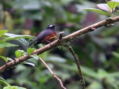 Ochthoeca cinnamomeiventris