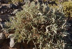Caroxylon tetrandrum