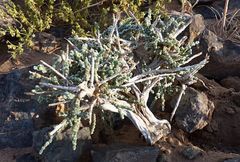 Caroxylon tetrandrum