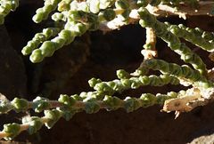 Caroxylon tetrandrum