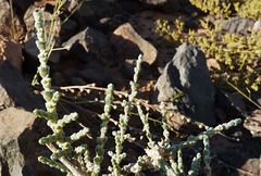 Caroxylon tetrandrum