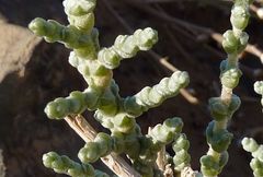 Caroxylon tetrandrum