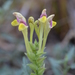 Scutellaria transiliensis - Photo 由 Aleksandr Naumenko 所上傳的 (c) Aleksandr Naumenko，保留部份權利CC BY-NC