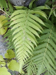 Pelazoneuron puberulum sonorense