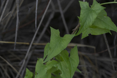 Convolvulus scammonia