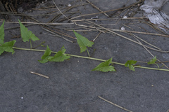 Convolvulus scammonia