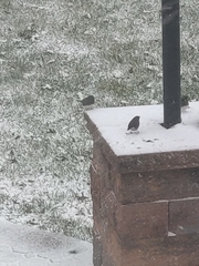 Junco hyemalis