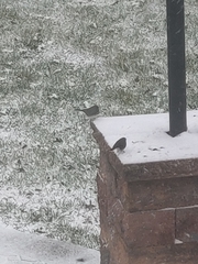 Junco hyemalis