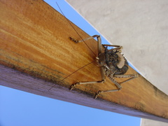 Acanthoproctus