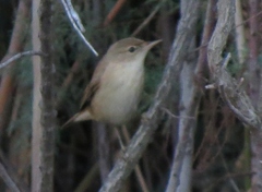 Acrocephalus scirpaceus