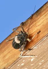Acanthoproctus