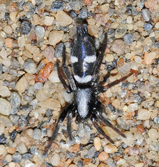 Aphantaulax trifasciata