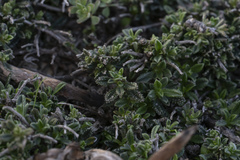 Lithodora hispidula hispidula