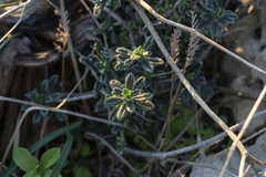 Lithodora hispidula hispidula