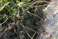 Lithodora hispidula hispidula