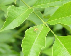 Cipadessa baccifera