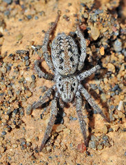 Berlandina plumalis