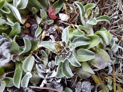 Gamochaeta malvinensis