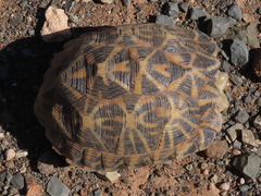 Psammobates tentorius