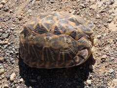 Psammobates tentorius