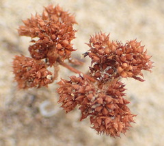 Crassula umbellata