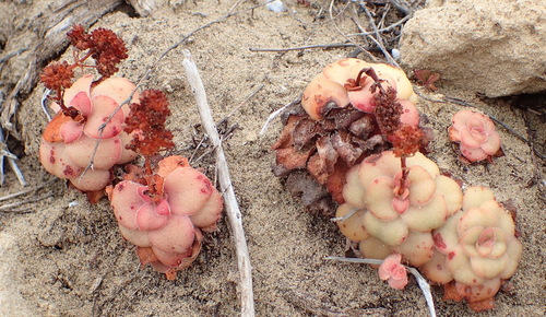 Crassula orbicularis